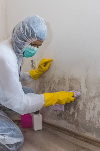 Best Black Mold Removal  in Edgewood, KY