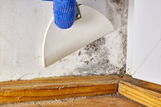 Best Dehumidification Services  in Edgewood, KY